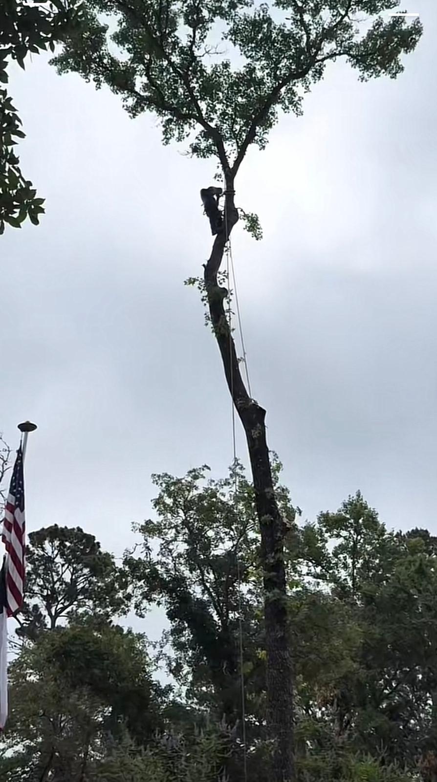 Tree Removal Service