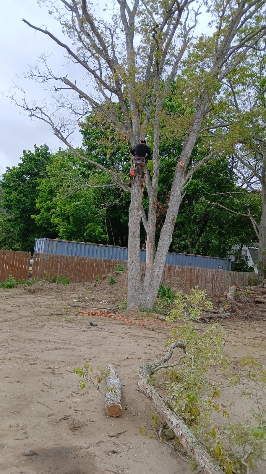Tree Service Project 5