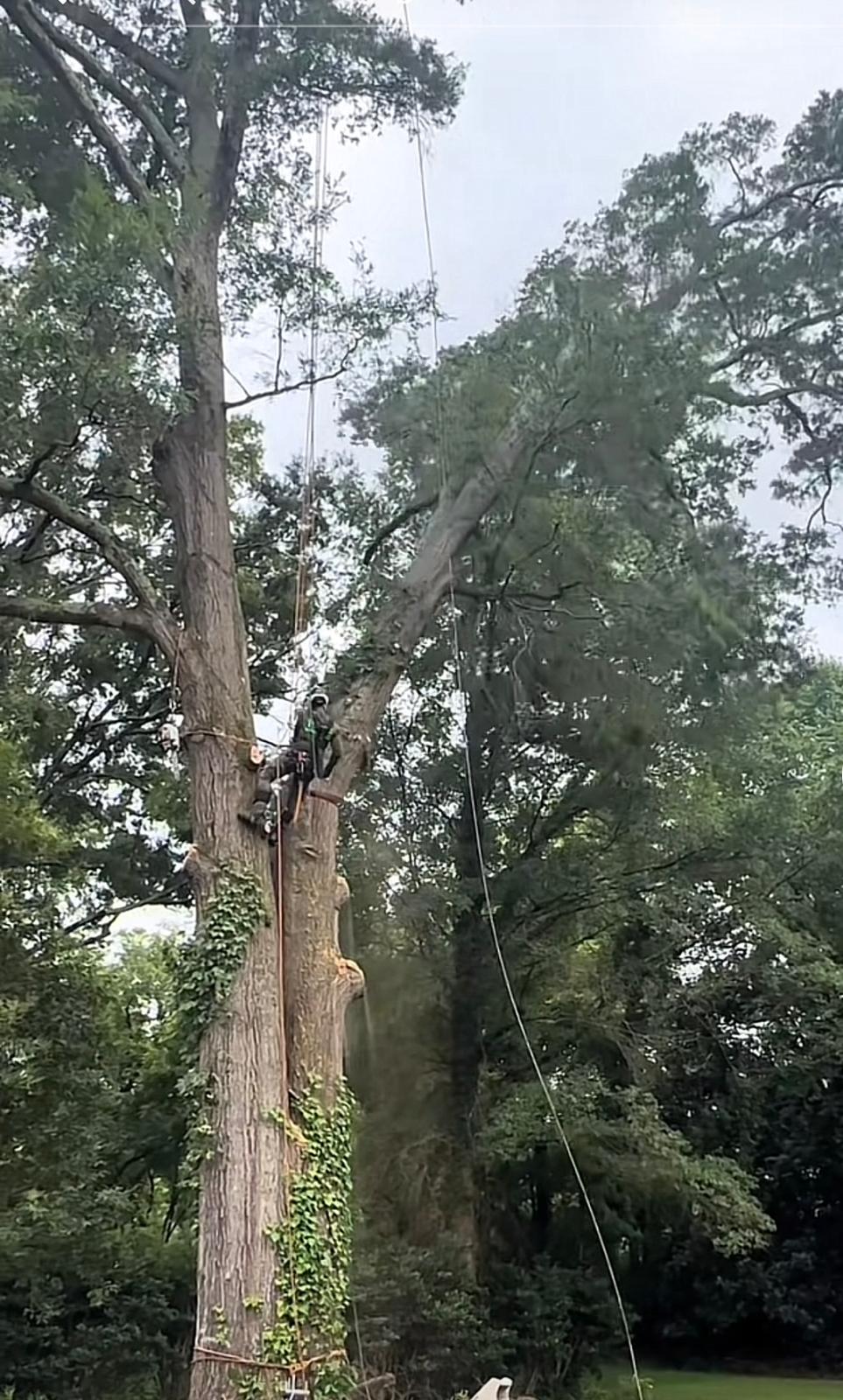 Tree Service Project 6
