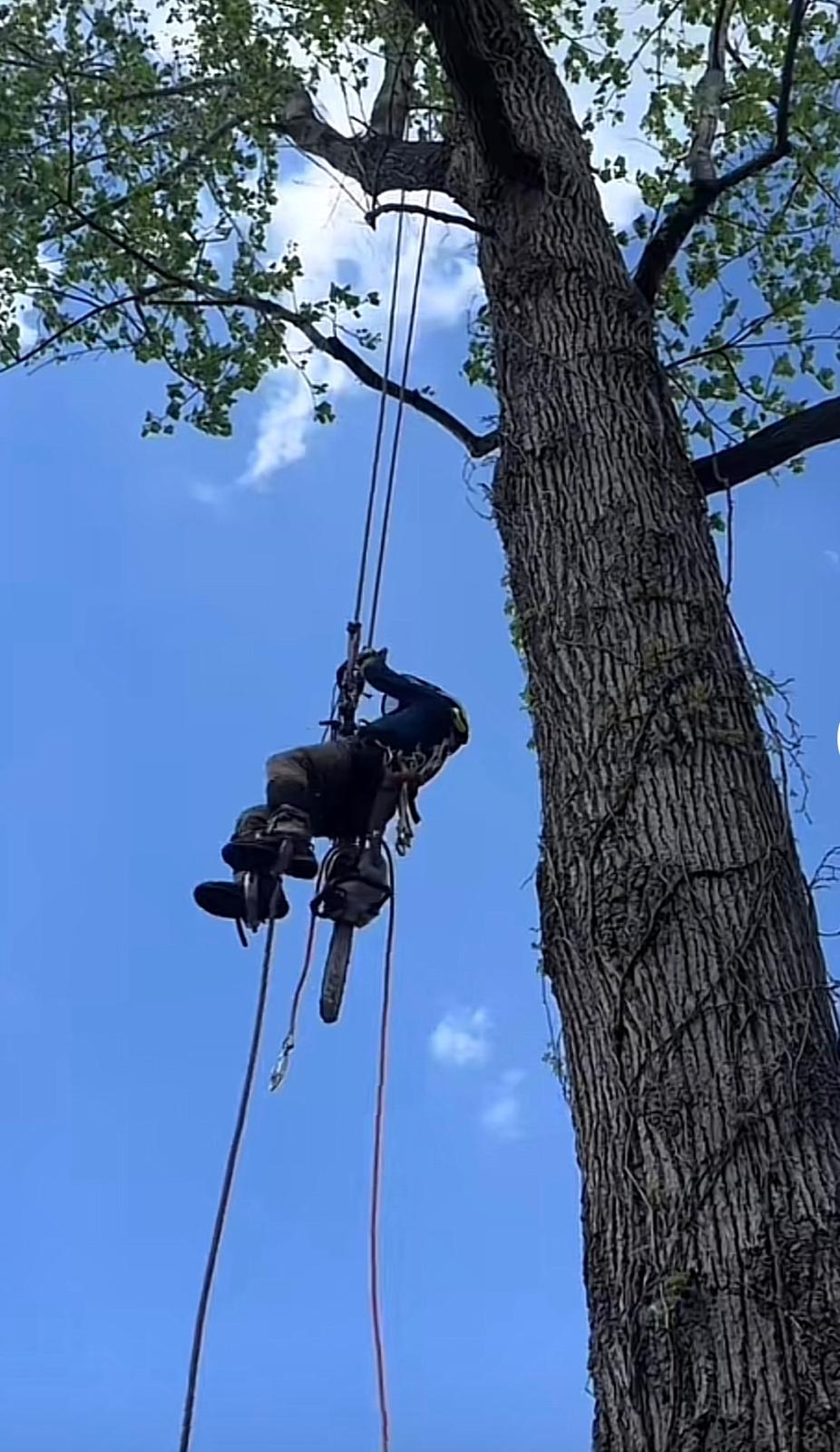 Professional Tree Service