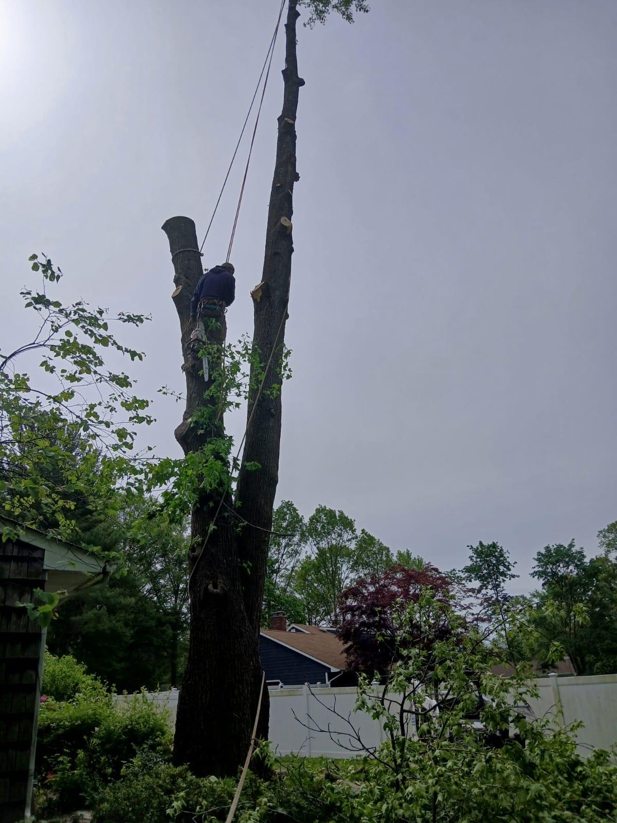 Tree Service Work